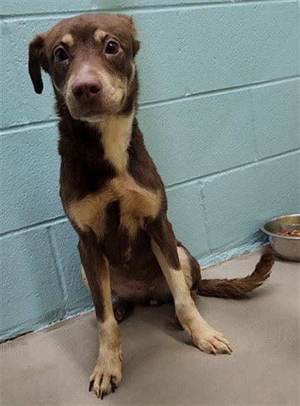 ROXY, a dog for adoption from City of Temple,TX.Animal Shelter