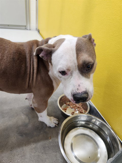 CHUCKY, a dog for adoption from City of Temple,TX.Animal Shelter
