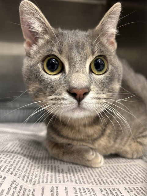 Nugget, Domestic Short Hair (medium coat)