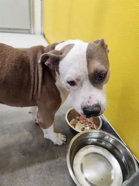 Chucky - Pit Bull Terrier