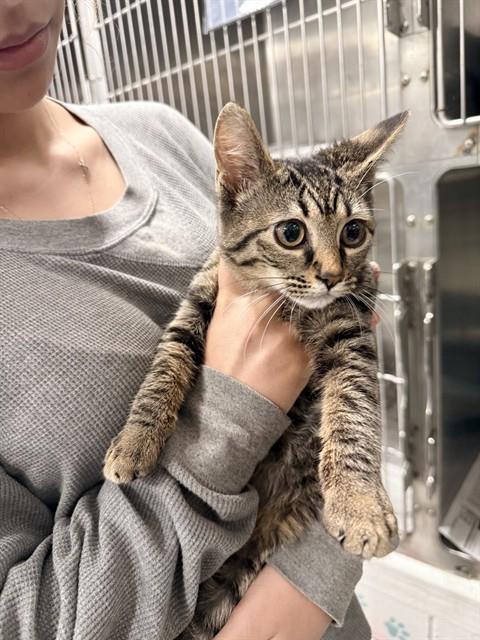 CARMEN, a cat for adoption from City of Temple,TX.Animal Shelter