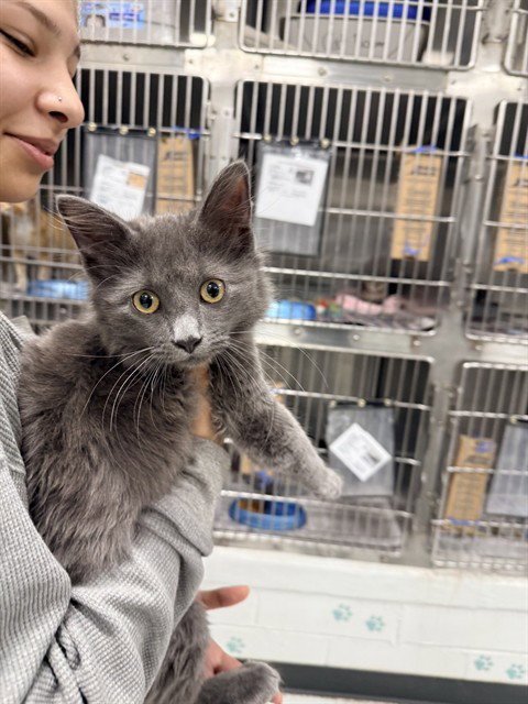 BLUE, a cat for adoption from City of Temple,TX.Animal Shelter