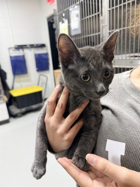 RIO, a cat for adoption from City of Temple,TX.Animal Shelter