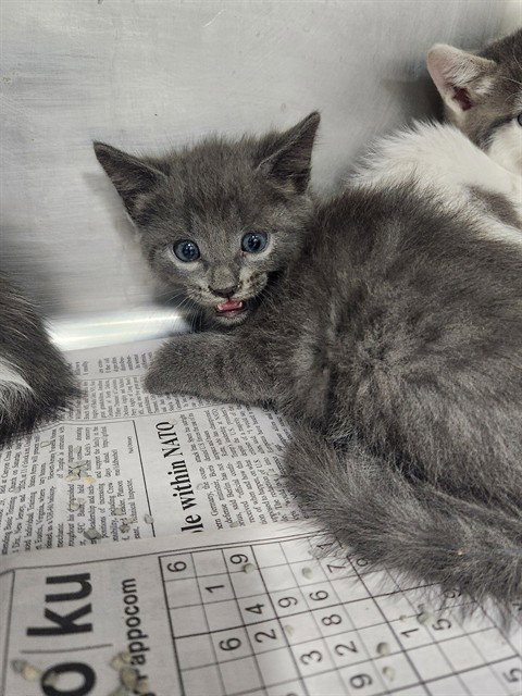 Gray, Domestic Short Hair (medium coat)