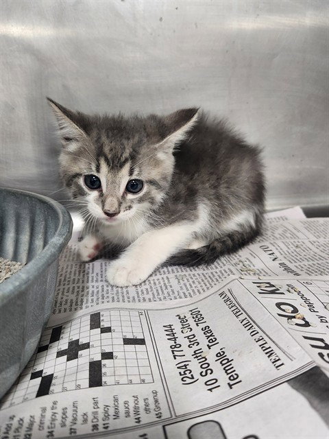 A081140, a cat for adoption from City of Temple,TX.Animal Shelter