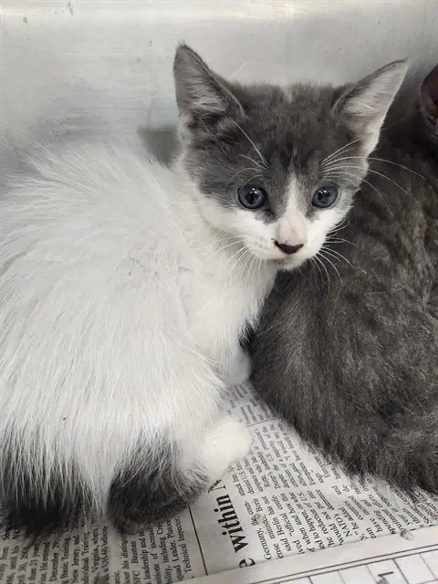 Unknown - Domestic Short Hair