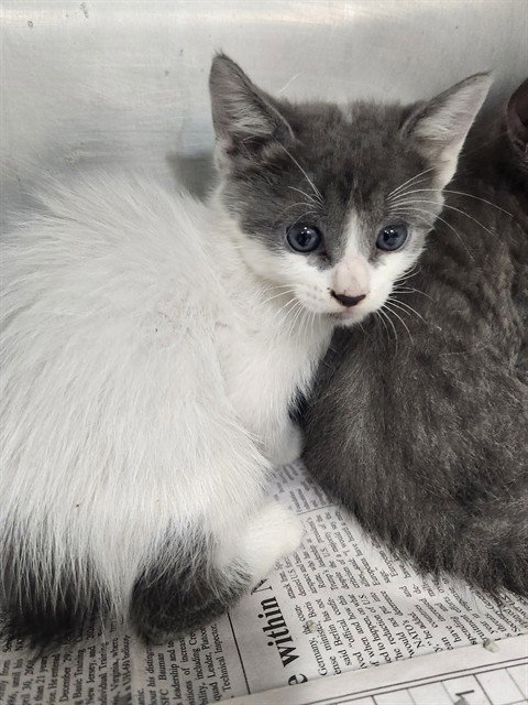 A081141, a cat for adoption from City of Temple,TX.Animal Shelter