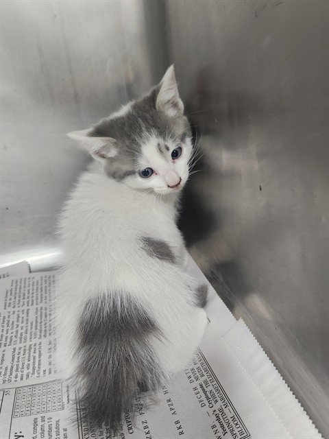 A081142, a cat for adoption from City of Temple,TX.Animal Shelter