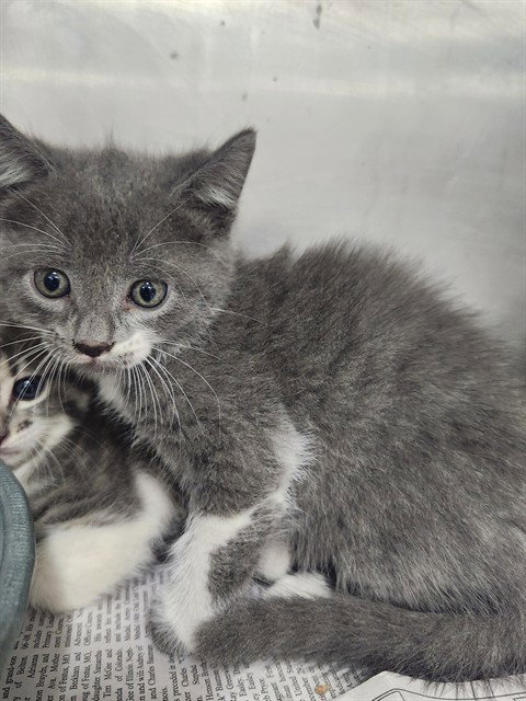 A081143, a cat for adoption from City of Temple,TX.Animal Shelter