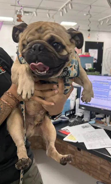 Sam - Pug