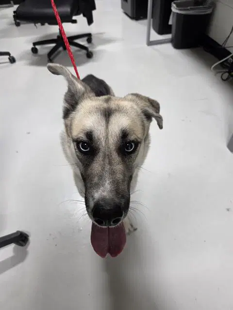 Freya - Husky