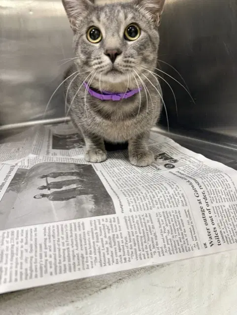 Solomon - Domestic Short Hair