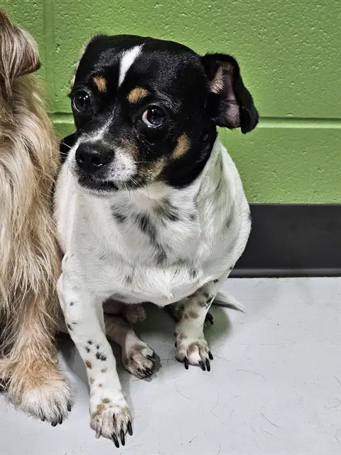 Hercules - Shih Tzu