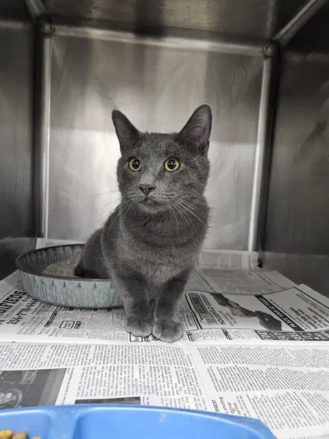 Blue - Russian Blue