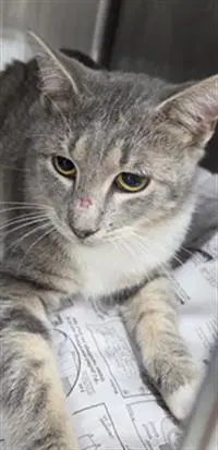 Unknown - Domestic Short Hair