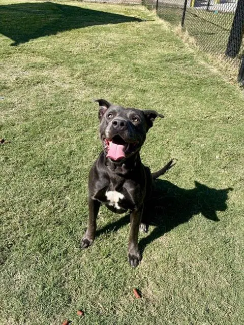 Unknown - Staffordshire Bull Terrier