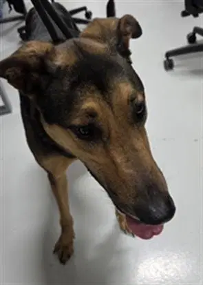 Goodloe - German Shepherd Dog