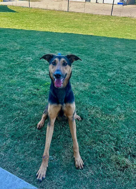 Goodloe - German Shepherd Dog