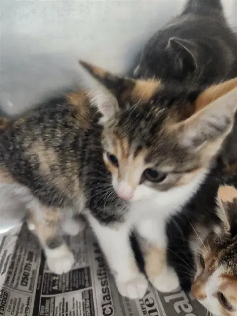 Unknown - Domestic Short Hair