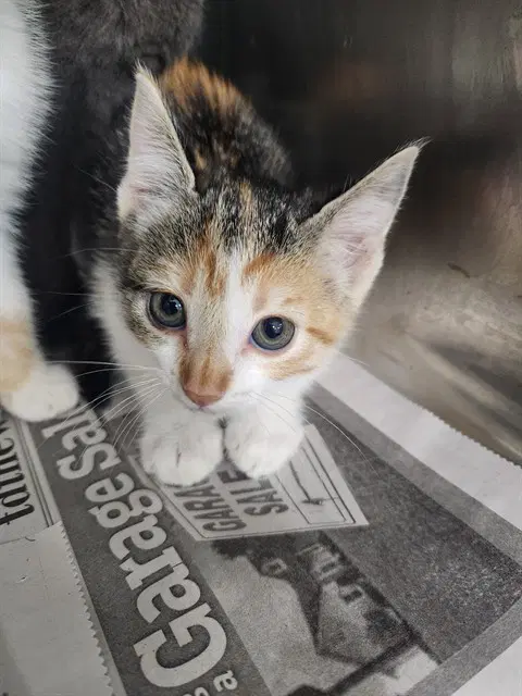 Unknown - Domestic Short Hair