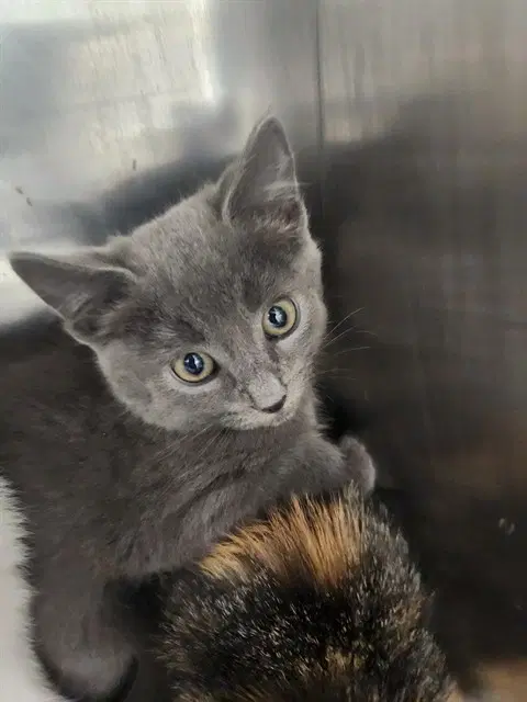 Unknown - Domestic Short Hair