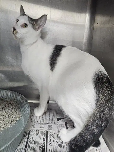 Unknown - Domestic Short Hair