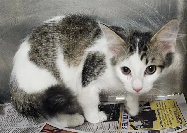 Unknown - Domestic Short Hair