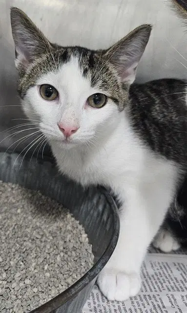 Unknown - Domestic Short Hair
