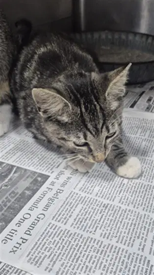 Unknown - Domestic Short Hair