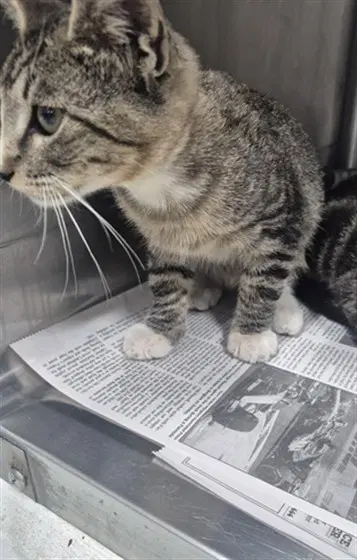 Unknown - Domestic Short Hair
