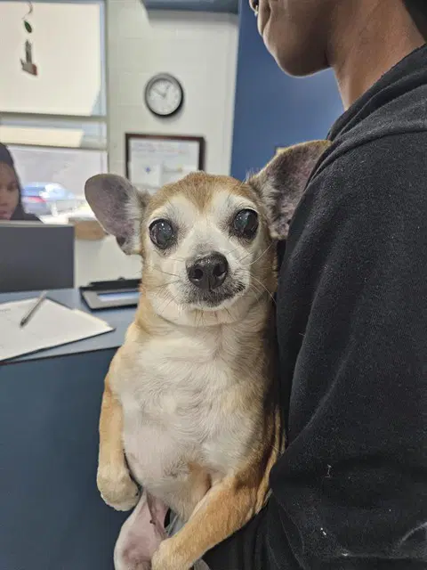 Ellen - Chihuahua