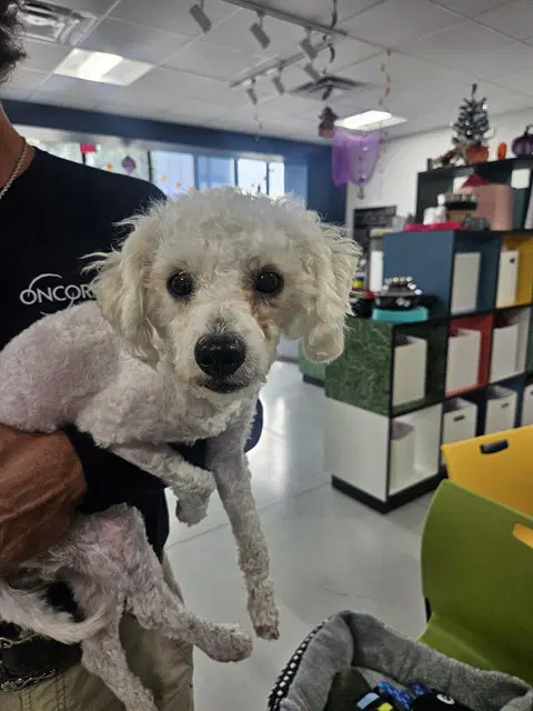 Ollie - Poodle (Miniature)