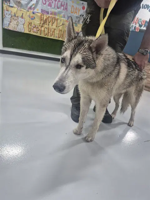 Unknown - Siberian Husky