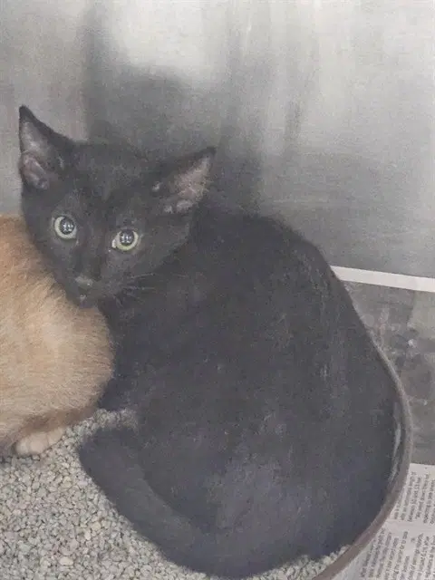 Unknown - Domestic Short Hair