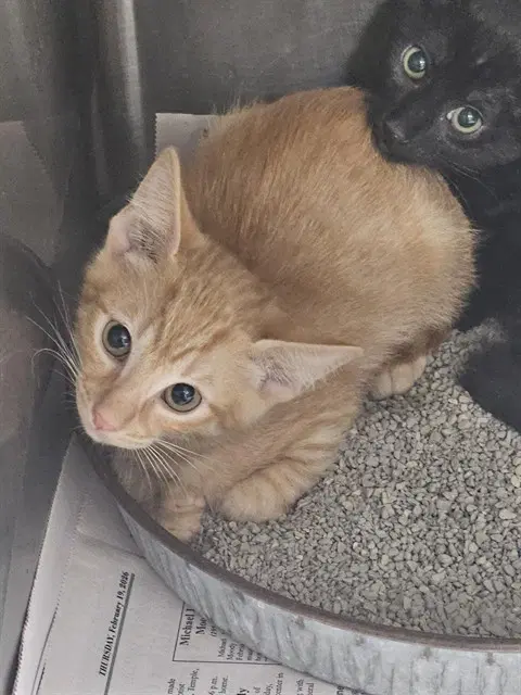 Unknown - Domestic Short Hair