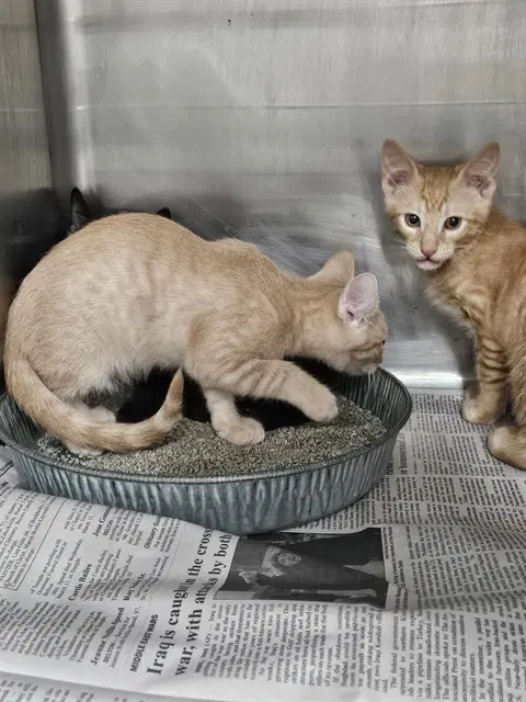 Unknown - Domestic Short Hair