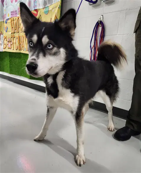 Loki - Husky