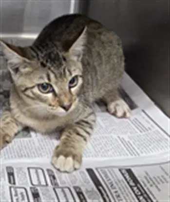 Unknown - Domestic Short Hair