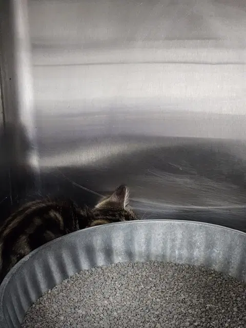 Barnaby - Domestic Short Hair