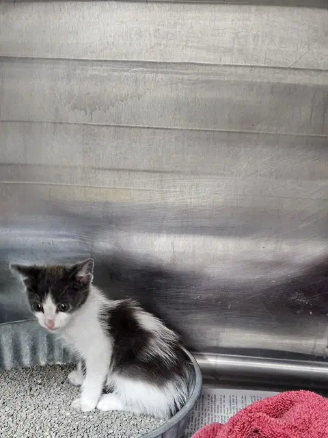 Unknown - Domestic Short Hair
