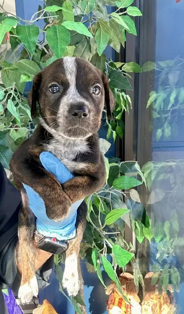 Emma - Pit Bull Terrier