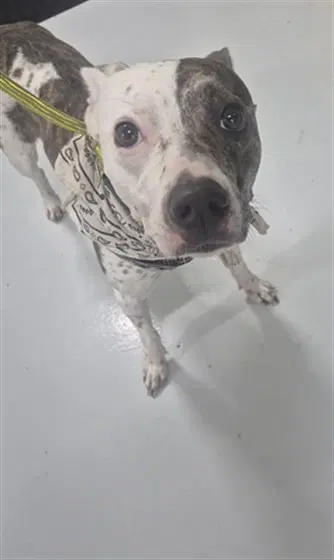 Judy - Pit Bull Terrier