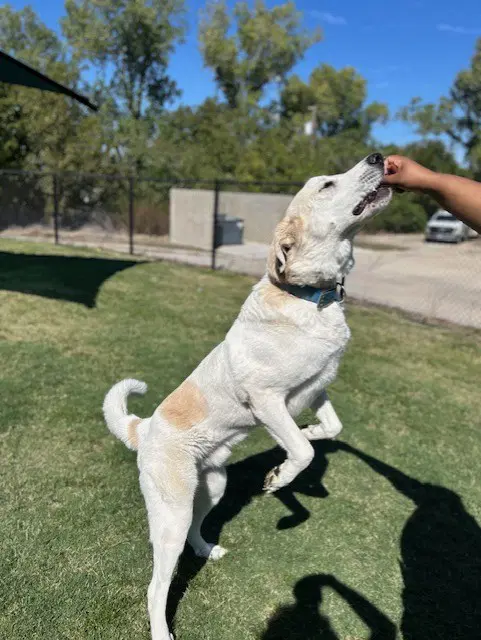 Danny - Anatolian Shepherd