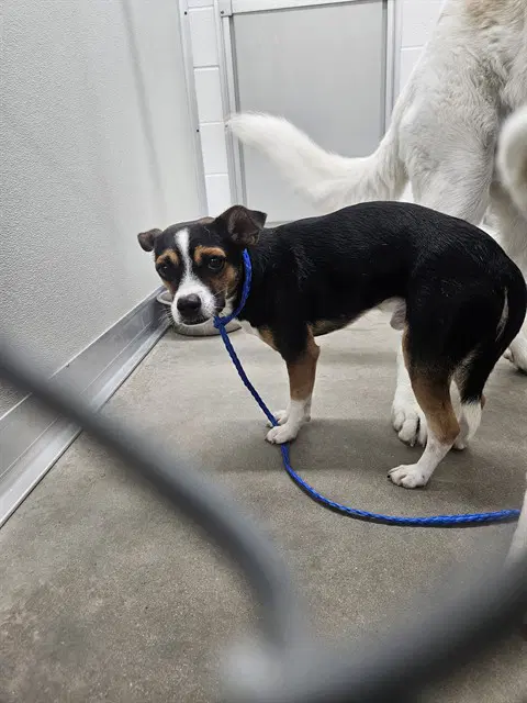 Benny - Beagle