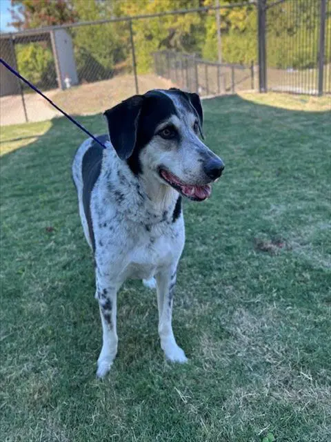 Remington - Australian Cattle Dog/Blue Heeler