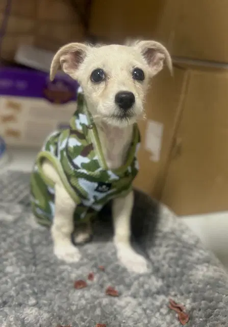 Unknown - Rat Terrier