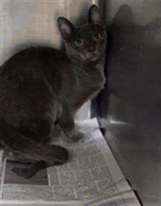 Unknown - Domestic Short Hair