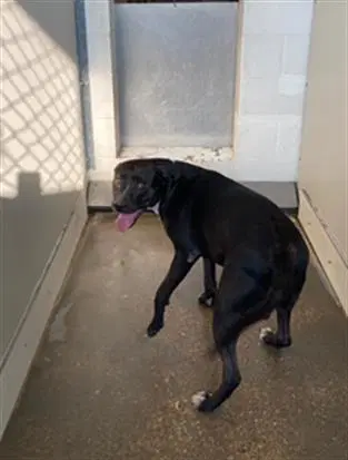 Baku - Labrador Retriever