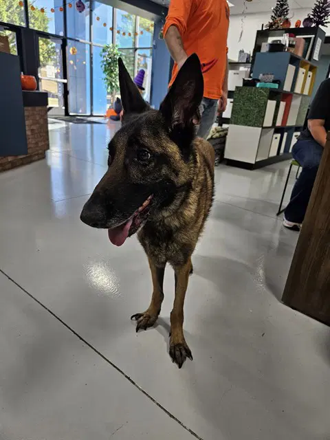 Camilo - German Shepherd Dog
