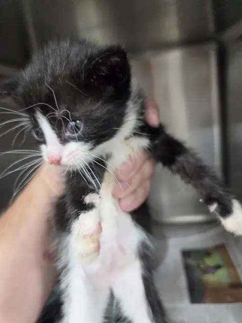 Unknown - Domestic Short Hair